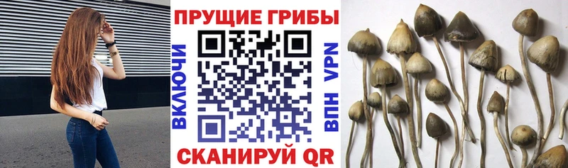 Псилоцибиновые грибы Cubensis Лебедянь